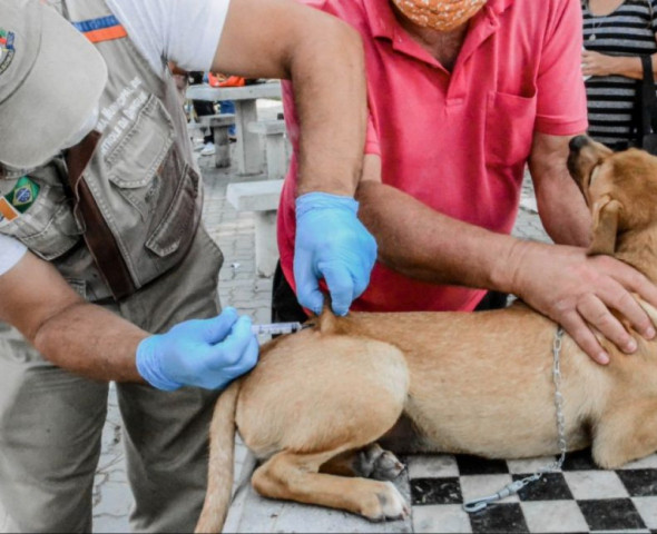 Itaboraí: vacinação antirrábica para cães e gatos começa nesta segunda