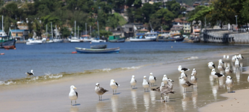 Projeto tem como objetivo produzir um catálogo de espécies animais de seis bairros que formam a Enseada de Jurujuba, promovendo educação ambiental e conhecimento da biodiversidade local