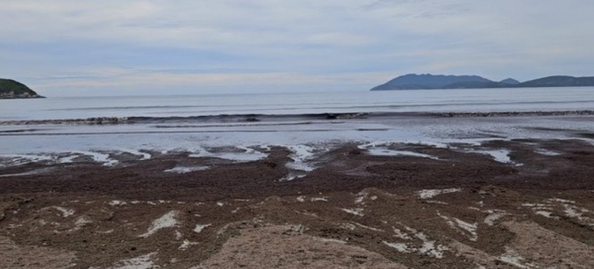 Algas se proliferam e acabam indo parar na faixa de areia durante o fenômeno da resurgência
