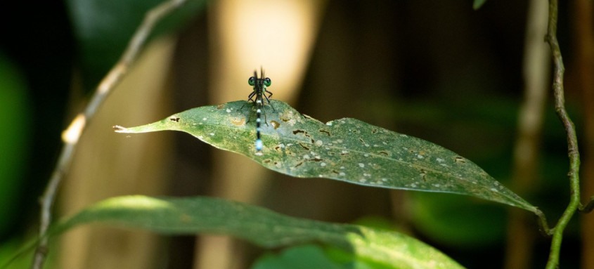 Objetivo do inventário é a produção de um catálogo completo sobre a fauna local
