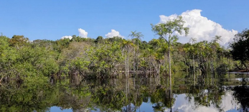 Cientistas desenvolvem tecnologia para desvendar florestas tropicais
