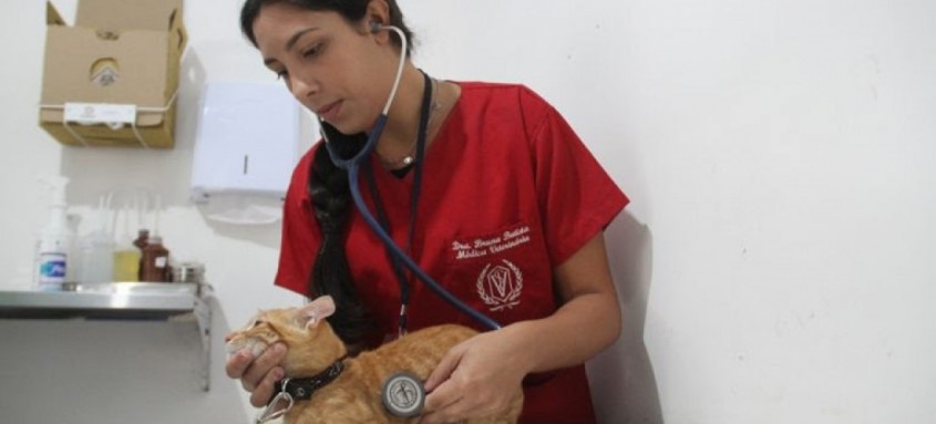 Cavems de Mutuá e Alcântara abrem 640 vagas para castração de cães e gatos