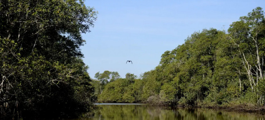 Brasil está entre os cinco países do G20 com iniciativas de proteção ambiental que abrangem as maiores proporções de seus territórios