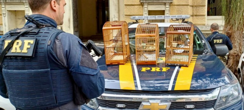 As aves silvestres foram resgatadas pela PRF na rodovia Niterói-Manilha