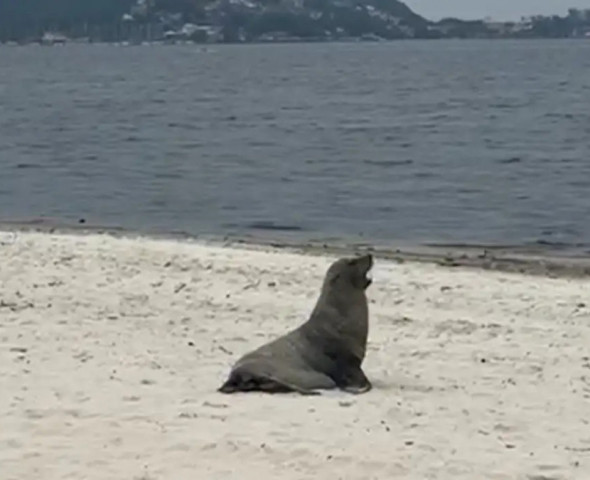 Prefeitura de Niterói/Divulgação