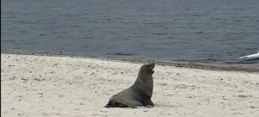 Um lobo-marinho foi visto na Praia de Itaipuaçu, em Maricá