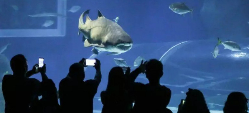 AquaRio promove programação especial para crianças e famílias nos dias 22 e 23 de fevereiro 