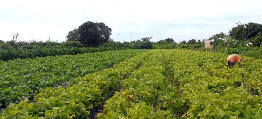 Adiamento de prestações por um ano beneficia 60,8 mil produtores