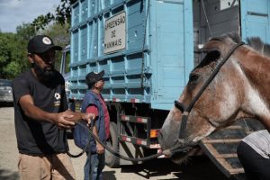 Animal de grande porte recolhido em ação de apreensão em São Gonçalo