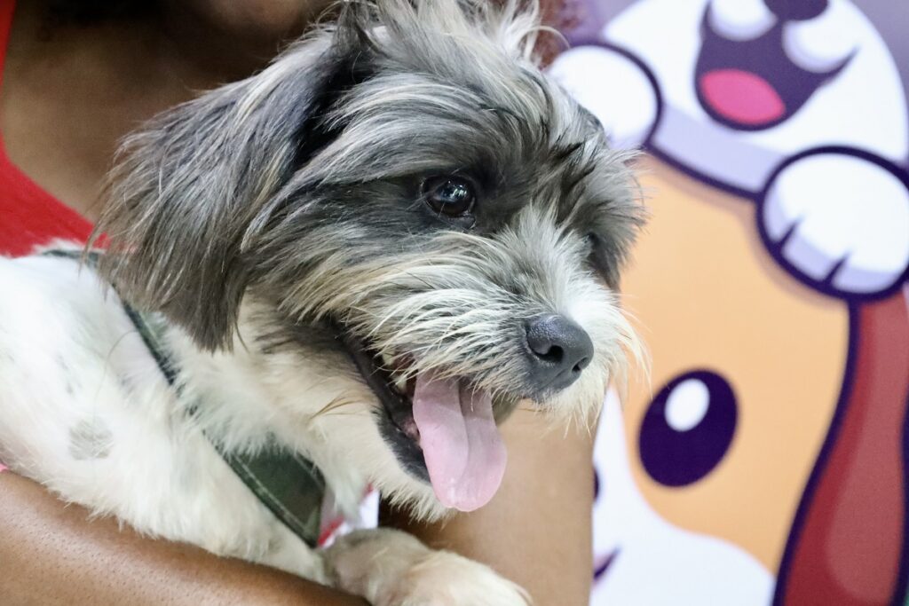 Cão durante ação de atendimento veterinário gratuito em Niterói
