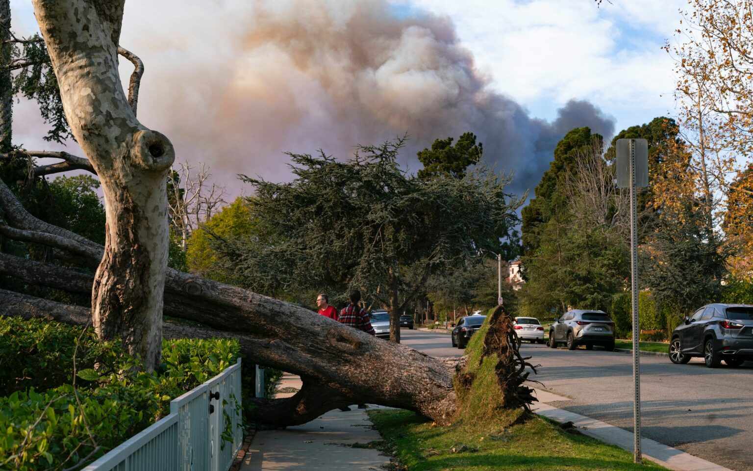 Árvore caída sobre a calçada após ventos fortes
