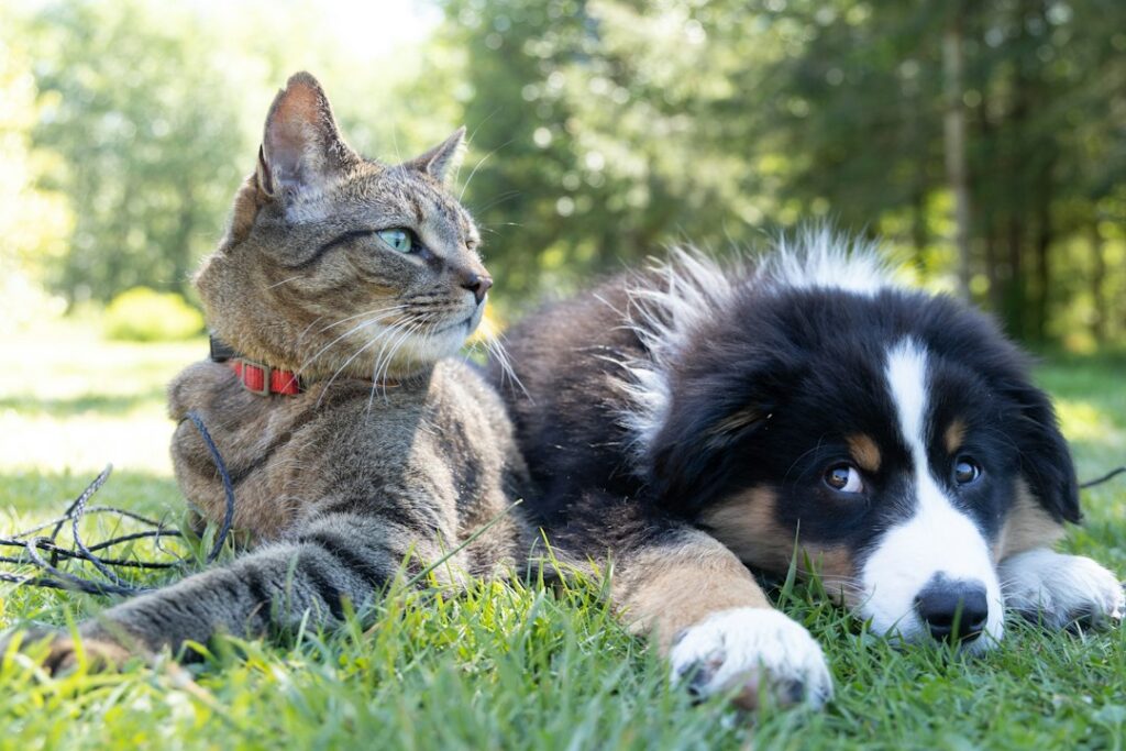 Imagem ilustrativa de cão e gato para matéria sobre serviços gratuitos para animais