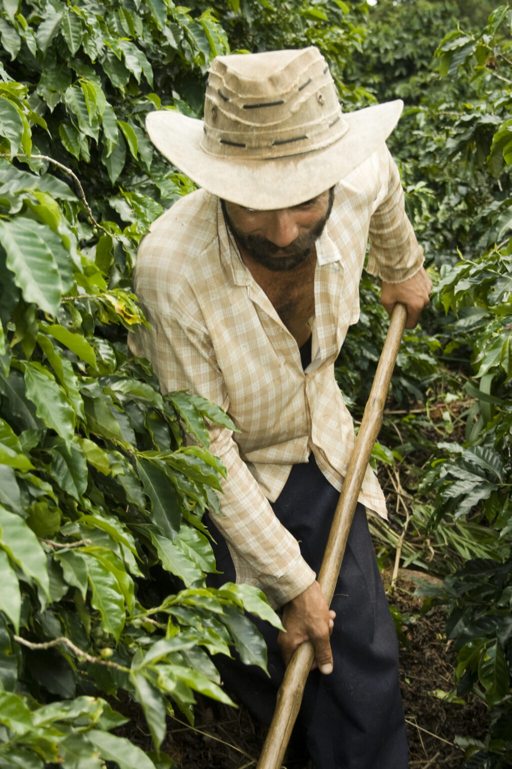 Produtor de café em lavoura no Brasil