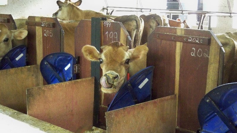 Vacas leiteiras em propriedade de Ribeirão Preto, São Paulo