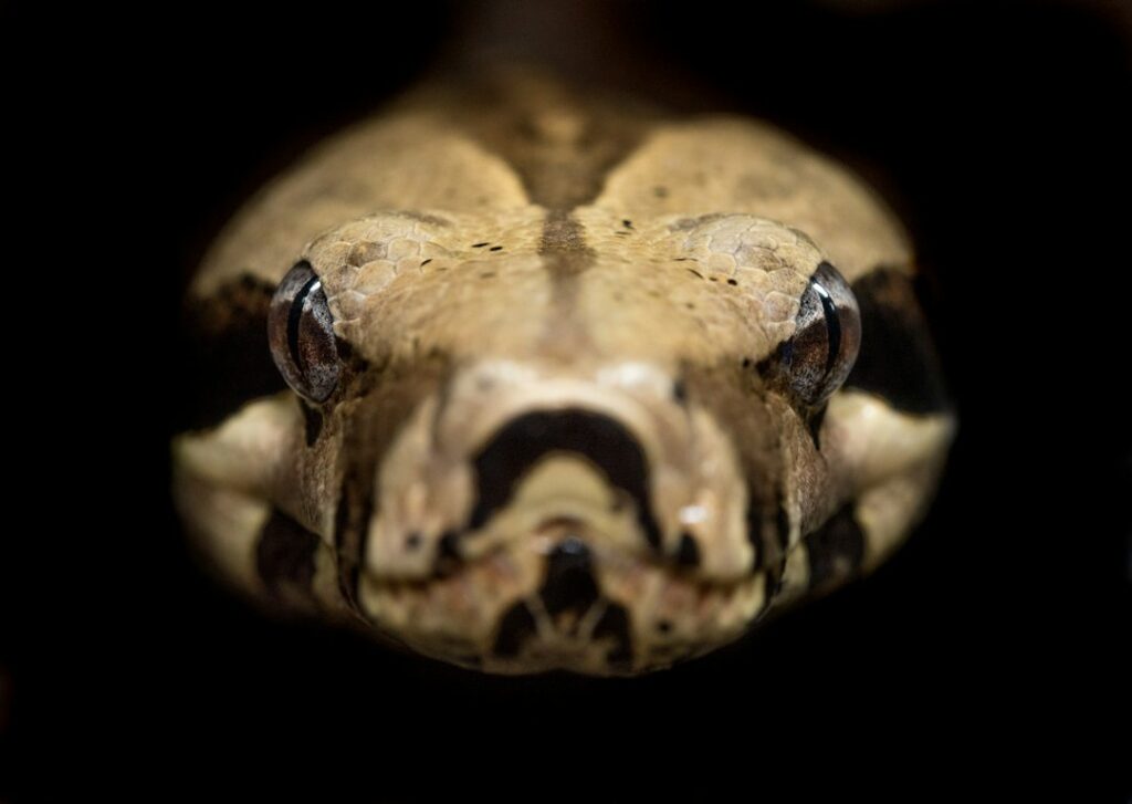 Serpente na natureza fotografia ilustrativa