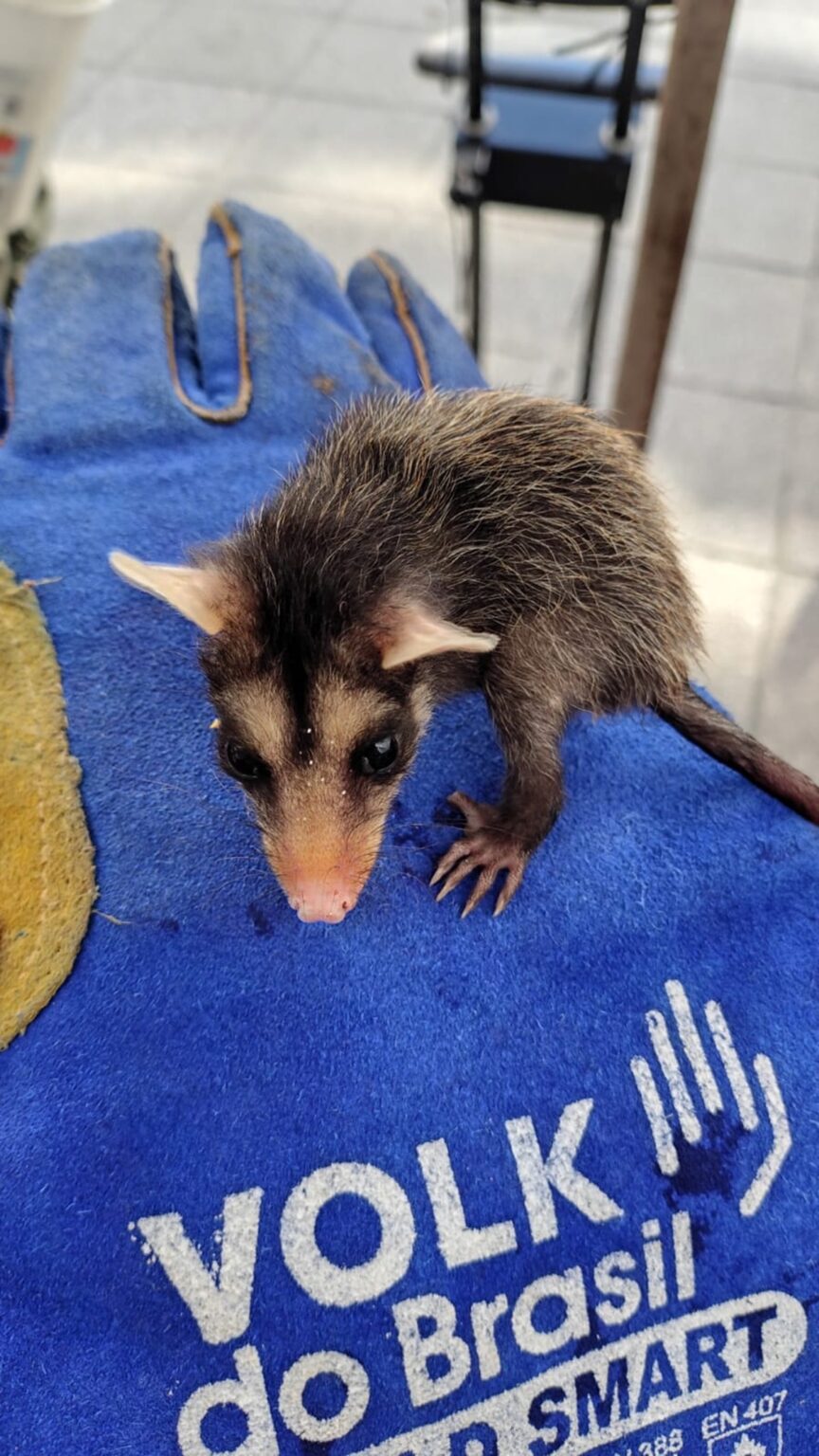Gambá resgatado por equipe ambiental em Niterói