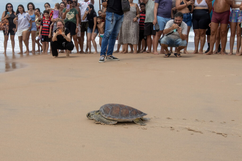 Soltura de tartaruga-verde na Praia dos Cavaleiros, em Macaé